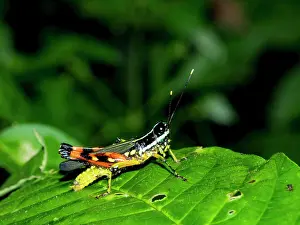Entomology Prints: Suriname grasshopper, Tetrataenia surinama