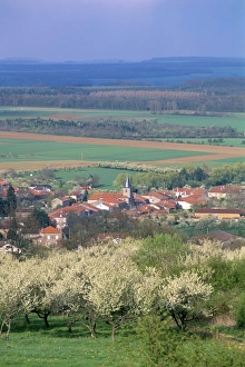 Meurthe Et Moselle Prints: Surrounded by mirabelle plum trees in blossom, village of Praye, Sion region