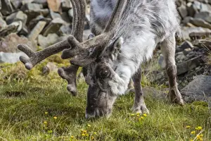 Antler Prints: Svalbard reindeer (Rangifer tarandus platyrhynchus) buck in velvet
