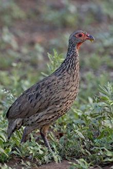 Images Dated 14th November 2007: Swainsons Francolin (Spurfowl) (Pternistes swainsonii), Kruger National Park