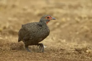 Swainsons francolin or spurfowl (Pternistes swainsonii)