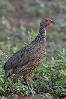 Swainsons Francolin (Spurfowl) (Pternistes swainsonii), Kruger National Park