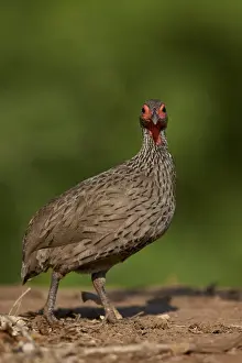 Swainsons francolin (Swainsons spurfowl) (Pternistes swainsonii), Kruger National Park