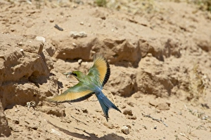 Bee Eater Prints: Swallow-tailed bee-eater