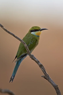 Curved Prints: Swallow-tailed bee-eater (Merops hirundineus), Kgalagadi Transfrontier Park encompassing