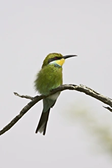 Swallow-tailed bee-eater (Merops hirundineus), Kgalagadi Transfrontier Park