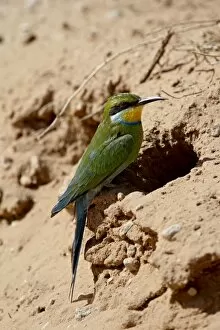 Images Dated 22nd October 2007: Swallow-tailed bee-eater (Merops hirundineus) at its nest opening, Kgalagadi Transfrontier Park