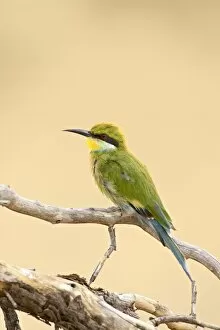 Images Dated 27th February 2007: Swallow-tailed bee-eater (Merops hirundineus), Kgalagadi Transfrontier Park
