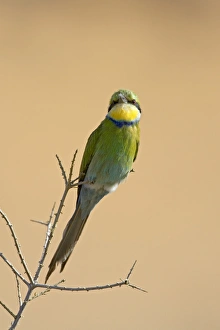 Swallow-tailed bee-eater (Merops hirundineus), Kgalagadi Transfrontier Park