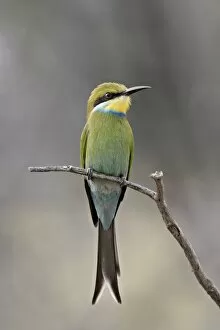 Images Dated 10th April 2011: Swallow-tailed bee-eater (Merops hirundineus), Kgalagadi Transfrontier Park
