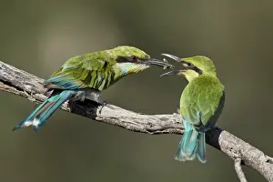 Swallow-tailed bee-eater (Merops hirundineus) adult feeding young, Kgalagadi Transfrontier Park