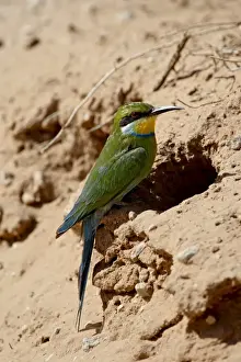 Swallow-tailed bee-eater (Merops hirundineus) at its nest opening, Kgalagadi Transfrontier Park