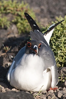 Images Dated 16th April 2010: Swallow-tailed Gull (Creagrus furcatus), Islas Plaza (Palza island), Galapagos Islands