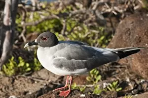 Images Dated 17th April 2010: Swallow-tailed Gull (Creagrus furcatus), North Seymour Island, Galapagos Islands