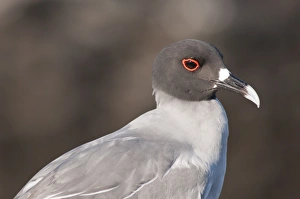 Images Dated 16th April 2010: Swallow-tailed Gull (Creagrus furcatus), Islas Plaza (Plaza island), Galapagos Islands