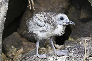 Fluffy Prints: Swallow-tailed gull (Creagrus furcatus) chick