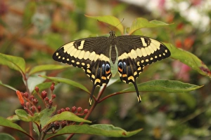 Swallowtail Butterfly (Papilionidae)