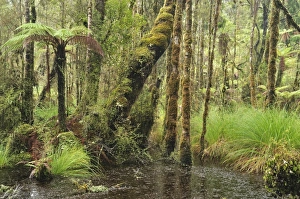 Images Dated 30th April 2010: Swamp Forest, Ships Creek, West Coast, South Island, New Zealand, Pacific