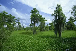 Louisiana Prints: Swamp at Jean Lafitte National Historic Park and Preserve, south of New Orleans