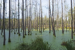 Swamp Prints: Swamp land forest, Warmia, Poland, Europe