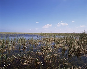 Everglades Prints: Swamps, Everglades National Park