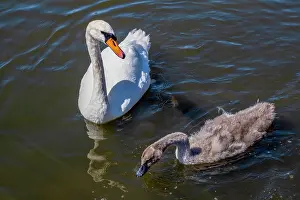 Elegance Prints: Swan and cygnet in Thorpness boating lake, Aldeburgh, Suffolk, United Kingdom