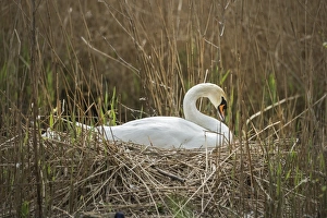 Regal Prints: Swan (Cygnus), Gloucestershire, England, United Kingdom, Europe