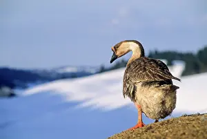 Plumage Prints: Swan goose, Bellecombe, Jura department, Franche-Comte region of eastern France, Europe