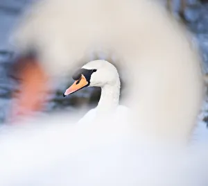 Swan Prints: Swan at Llanmynech on the border of England and Wales, United Kingdom, Europe