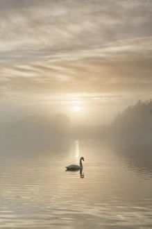 Floating On Water Prints: Swan on misty lake at sunrise, Clumber Park, Nottinghamshire, England, United Kingdom