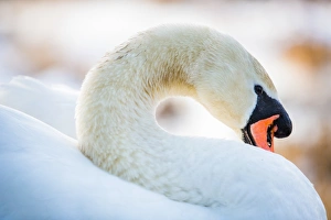 Graceful Prints: Swan in the morning light, United Kingdom, Europe