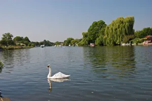 Swan on the River Thames at Walton-on-Thames, near London, England, United Kingdom