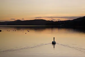 Lake District Prints: Swan swimming at sunset on Coniston Water in autumn, Coniston, Lake District National Park