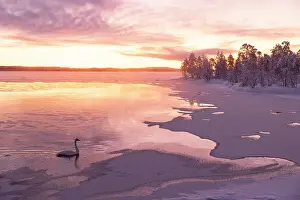 Finland Prints: A swan swims in the frozen lake during an amazing winter sunrise in Muonio