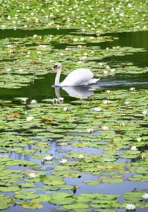 Ecosystems Prints: Swan swims through water lilies in tranquil pond setting in Pembrokeshire