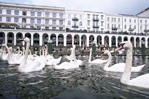 Alt Stadt Prints: Swans in front of the Alster arcades in the Altstadt (Old Town)
