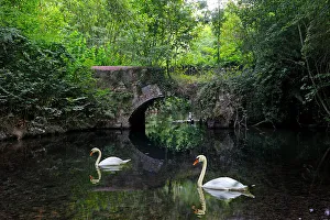 Graceful Prints: Swans on Eure River, Eure-et-Loir department, Centre-Val de Loire region, France, Europe