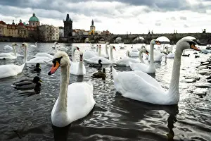 Vltava Prints: Swans gather on the banks of the Vltava river with Charles Bridge in the background