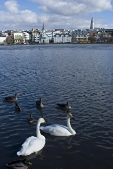Water Fowl Prints: Swans and geese in Tjornin (pond), with city behind, Reykjavik, Iceland, Polar Regions