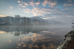Swan Prints: Swans in River Mera at sunrise, Sorico, Como province, Lower Valtellina, Lombardy