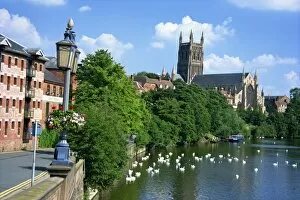 Severn Collection: Swans on the River Severn and cathedral, Worcester, Worcestershire, England