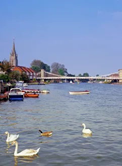 Swans on the River Thames with suspension bridge in the background, Marlow