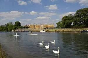 Images Dated 12th January 2000: Swans and sculls on the River Thames, Hampton Court, Greater London, England