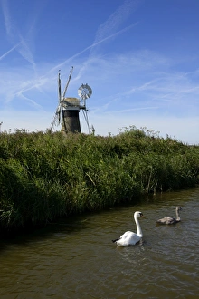 Two Birds Prints: Swans in front of St. Benets windmill on the River Thurne