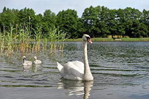 Graceful Prints: Swans on Strovinatis Lake near Ginuciai, Aukstaitija National Park, Lithuania, Europe