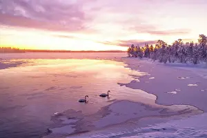 Finland Prints: Two swans swim in the frozen lake during an amazing winter sunrise in Muonio