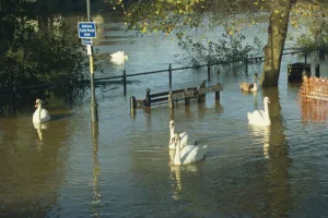 Flooding Prints: Swans swimming in street during the floods of 1998, Worcester, Worcestershire