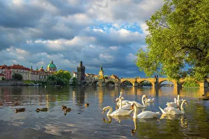 Swan Prints: Swans in Vltava River with Charles Bridge