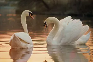 Two swans on water