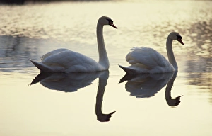 Two Bird Prints: Two swans on water at dusk, Dorset, England, United Kingdom, Europe